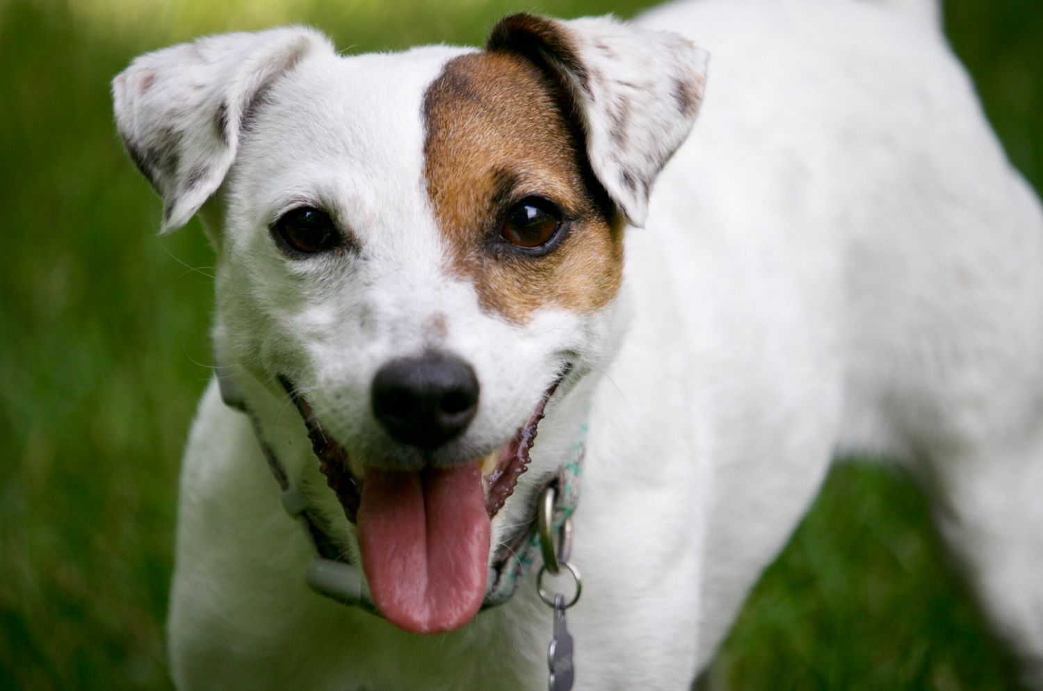 Daisy, Brian's late Parson Russell Terrier, standing in the grass with her tongue out